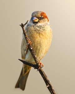 Bird beak feather twig Photo