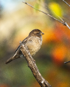 Bird beak twig wood Photo