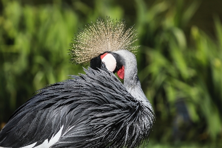 Bird beak feather plant Photo