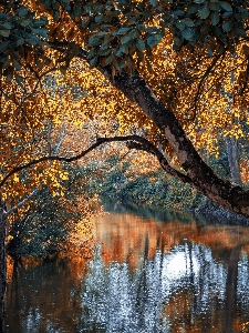 Natural water landscape twig Photo