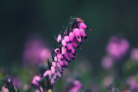 花 植物 花弁 紫 写真