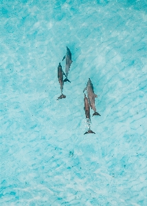 Sea water bird azure Photo