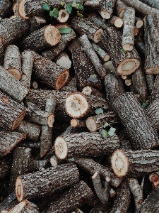 Wood brown plant tree Photo