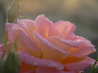 Rose flower dew pink Photo