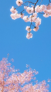 花 天空 光 植物 照片