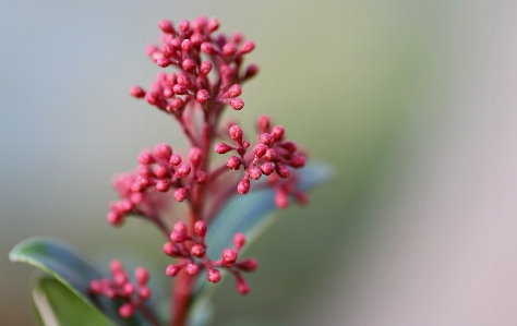 Flower plant petal terrestrial Photo