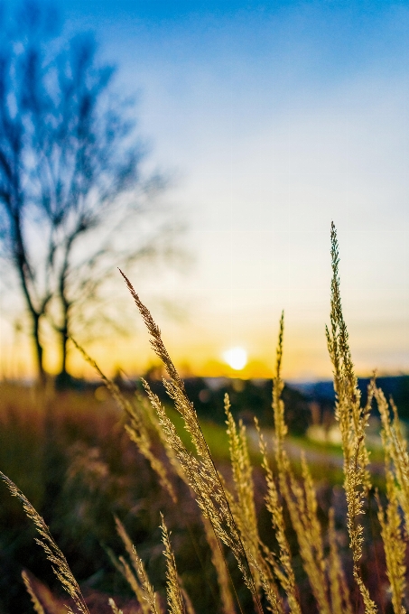 Natural sky plant daytime