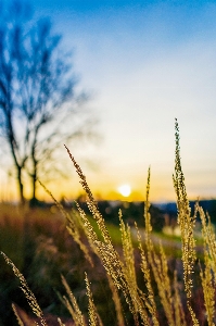 Natural sky plant daytime Photo