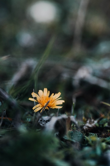 Blume anlage wasser holz