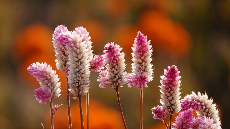 Naturel fleur usine pétale