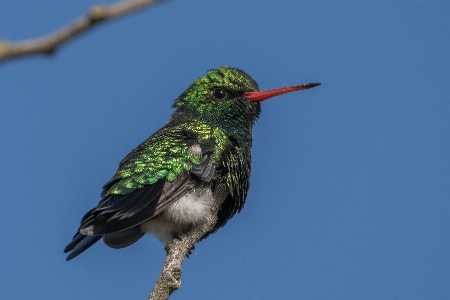 Bird sky hummingbird beak Photo