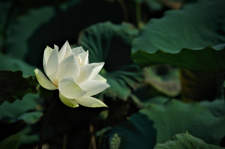 花 植物 ロータス 花弁 写真