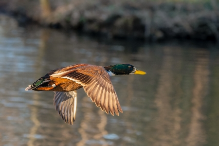 Bird water beak fluid Photo