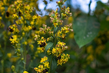 Flower plant grass terrestrial Photo