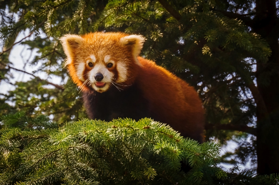 Ai kopf roter panda
 anlage