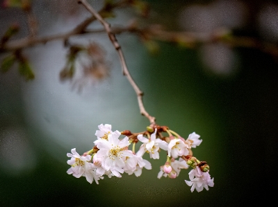 花 植物 花弁 小枝 写真