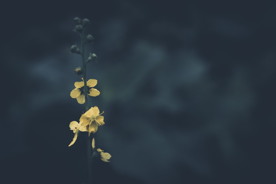 花 植物 陆生植物
 枝条