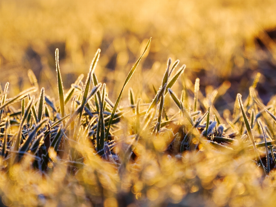 Natural plant landscape wood