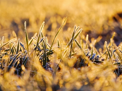 Natural plant landscape wood Photo