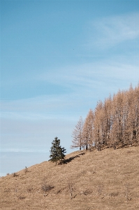 Natural cloud sky plant community Photo