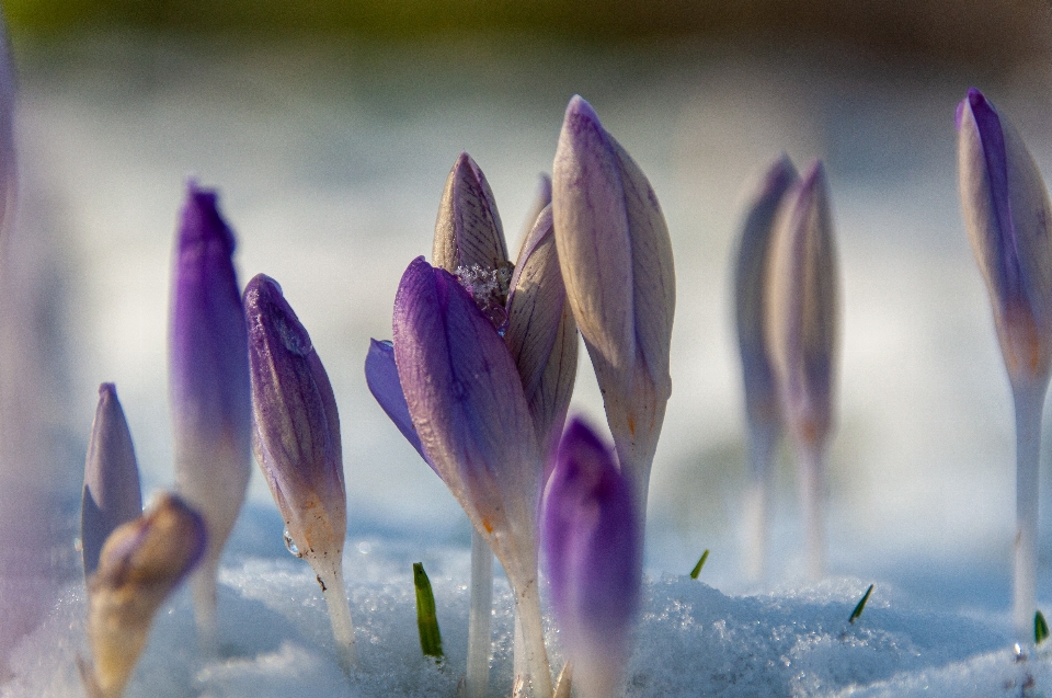 Fleur usine nature violet