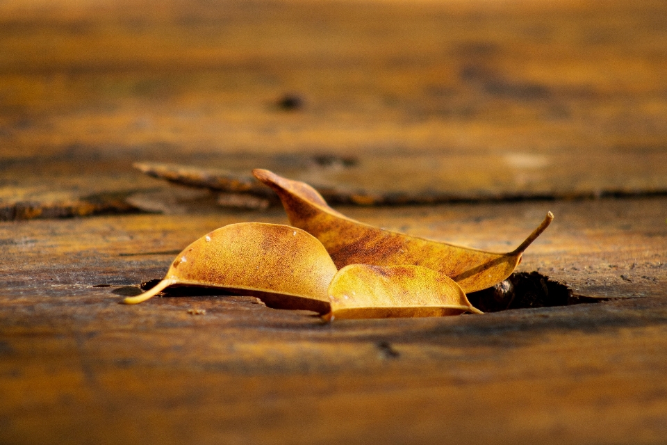 Leaf wood sunlight tints and shades