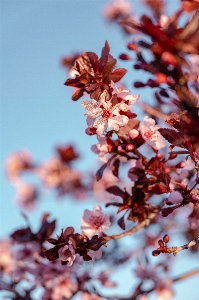 Blume anlage himmel tageszeit Foto