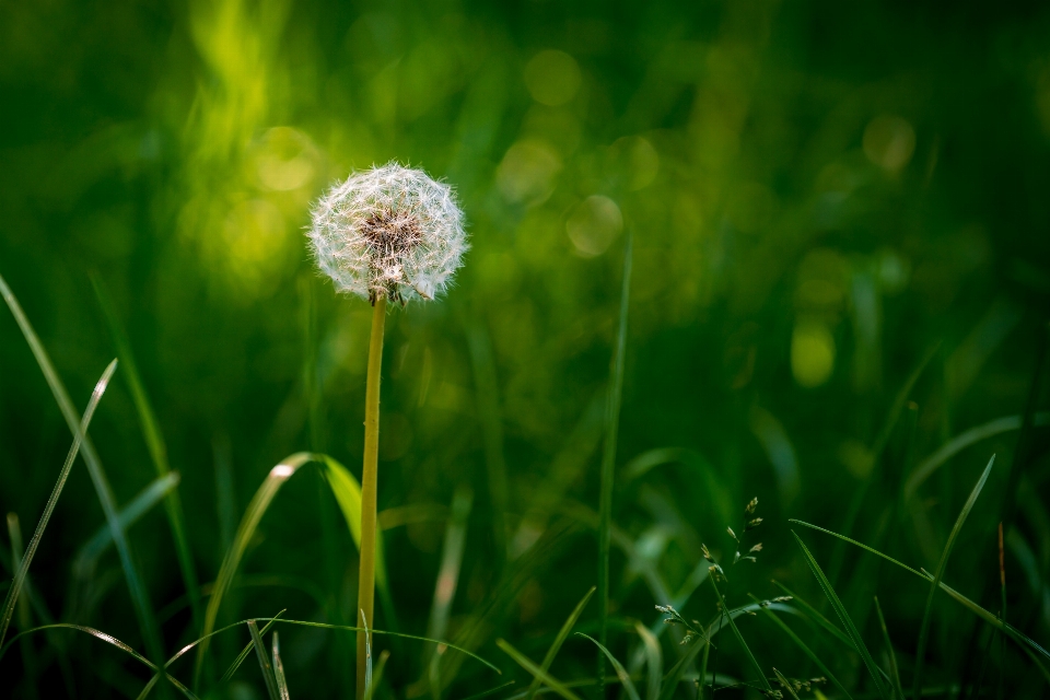 Flower plant water natural environment