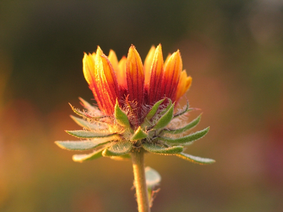 Flower plant petal blanket flowers