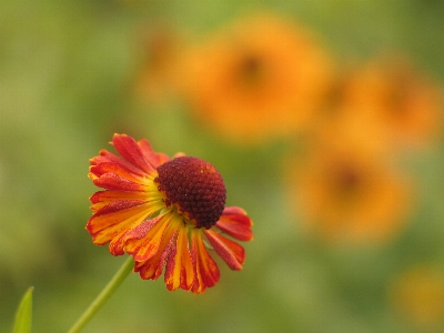 花 植物 花弁 草本植物
 写真