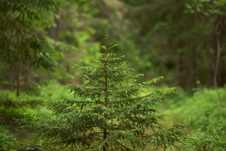 Natural plant branch terrestrial Photo