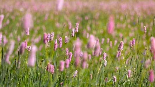 Blume anlage natürliche landschaft
 landpflanze
 Foto