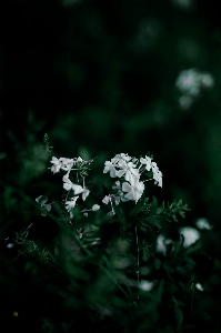 自然 花 植物 花弁 写真