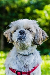 Foto Cane carnivoro di razza
 collare