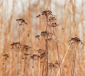 Foto Naturale marrone pianta ramoscello