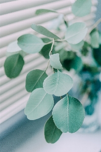 Natural plant twig petal Photo