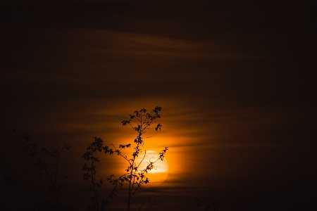 Natural sky plant branch Photo