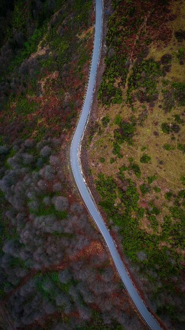 Natural plant road surface asphalt