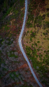 Natural plant road surface asphalt Photo