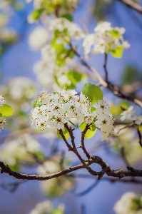 Blume anlage himmel zweig Foto