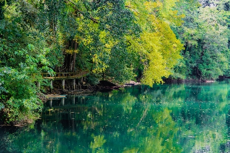 Natural water plant green Photo