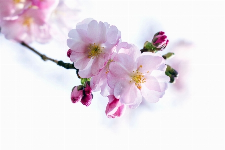 自然 花 花弁 植物 写真