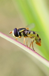 Foto Hewan serangga mata arthropoda
