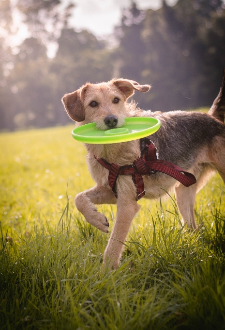 Köpek türü
 etobur mutlu