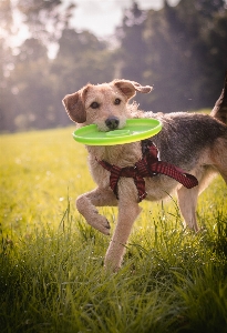 Foto Anjing ras anjing
 karnivora senang