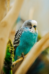 鳥 コンゴウインコ 嘴 オウム 写真