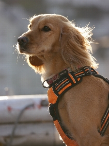 Foto Cane di razza
 carnivoro collare