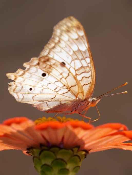 Mariposa flor planta polinizador
