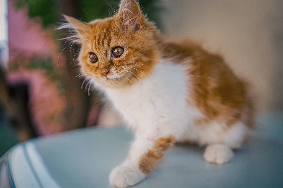 Katze felidae
 fleischfresser kleine bis mittelgroße katzen
