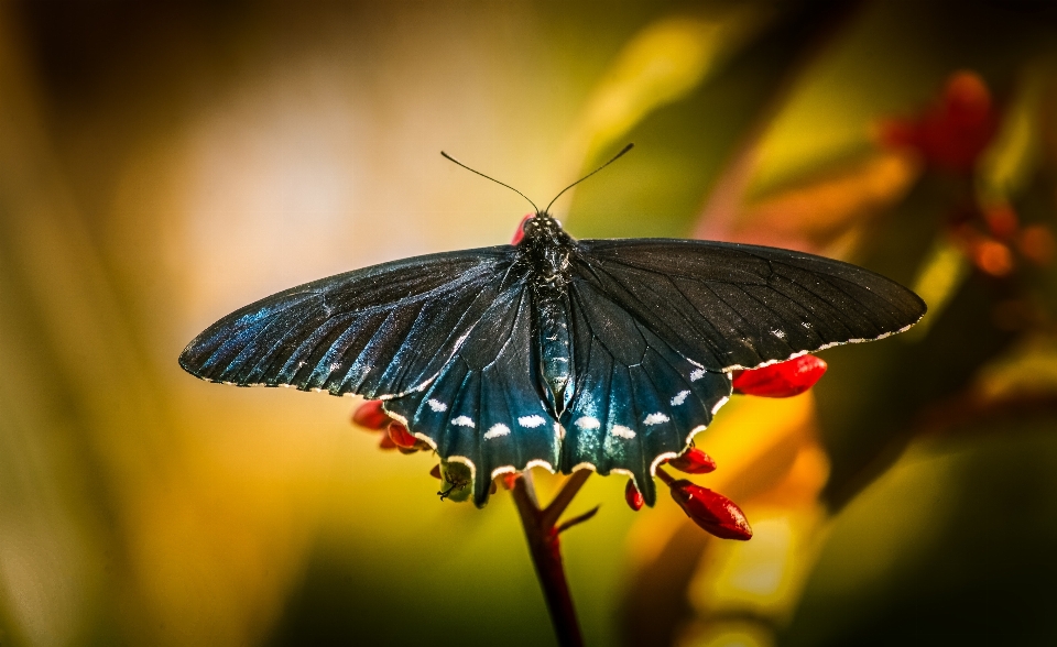 Farfalla impollinatore
 pianta insetto